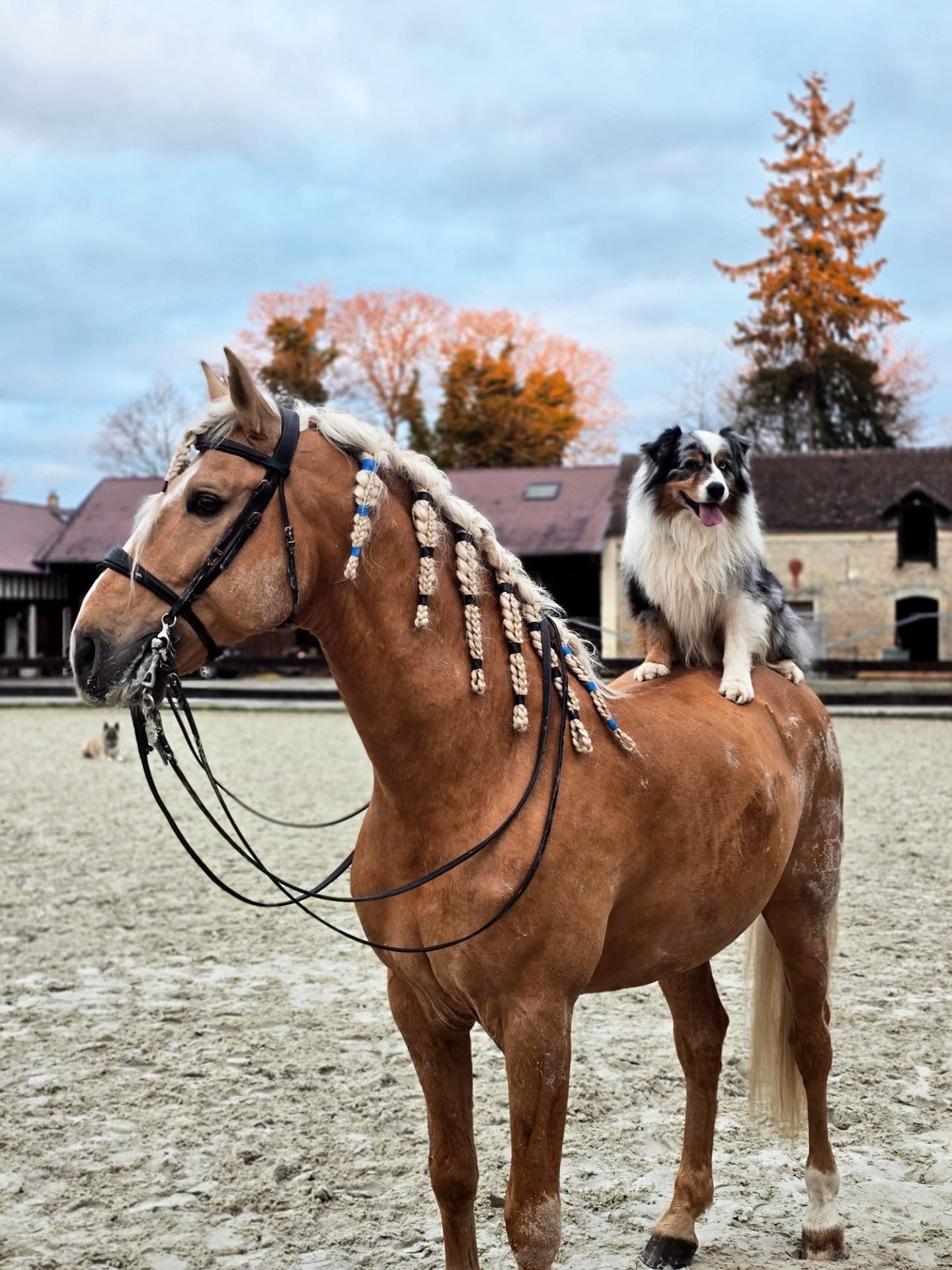 Palomino Lusitano – 8 years old – Stallion – Selected bloodlines