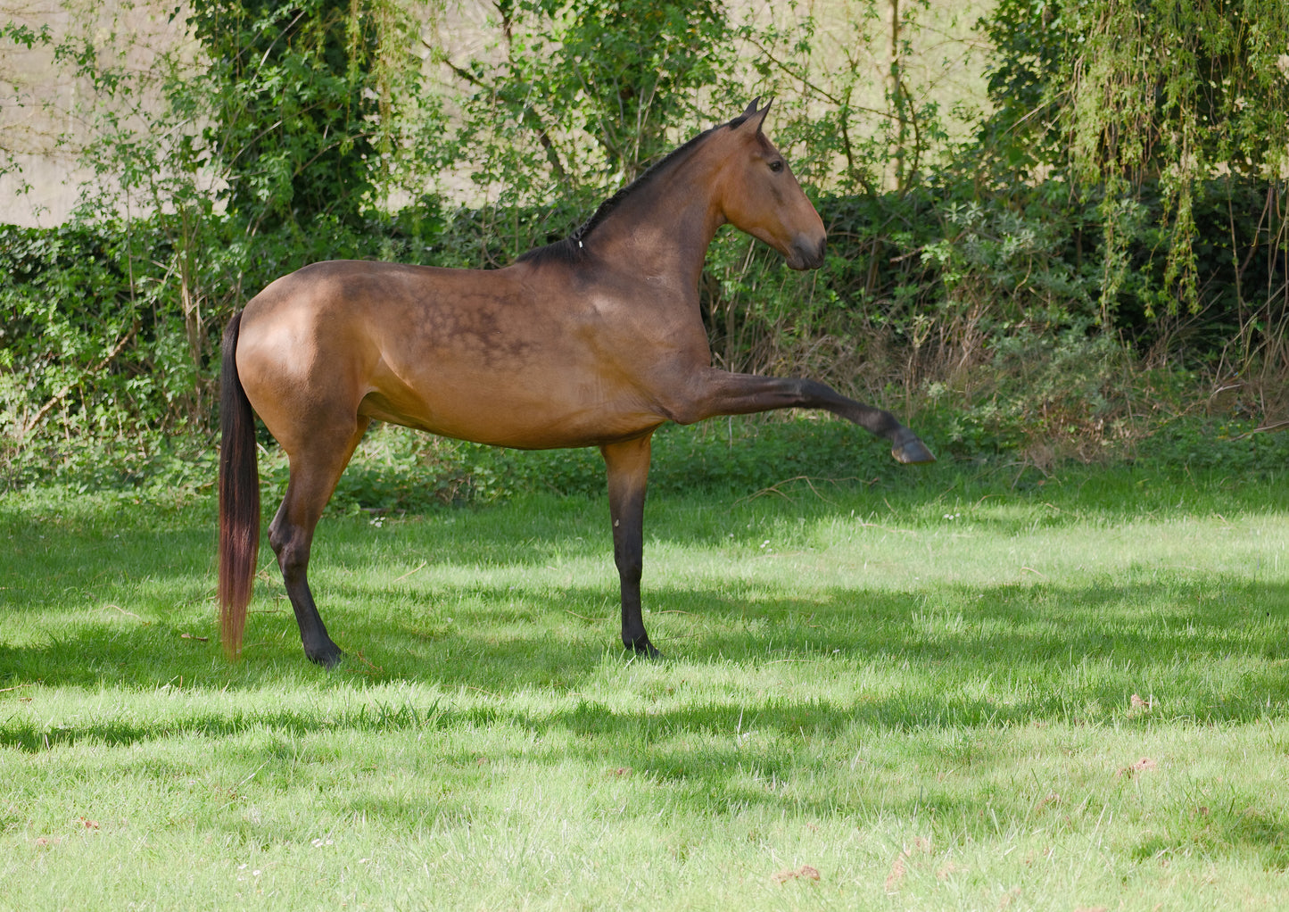 Lusitano – 4 years old – mare – Selected bloodlines
