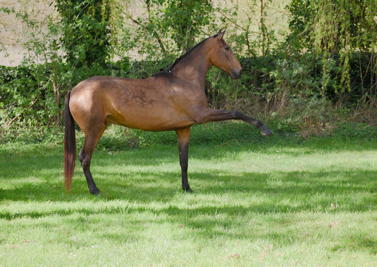 Lusitano – 4 years old – mare – Selected bloodlines