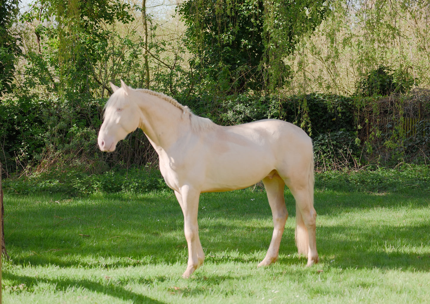 Lusitano Cremello – 3 years old – Stallion – Selected bloodlines
