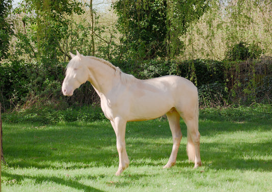 Lusitano Cremello – 3 years old – Stallion – Selected bloodlines