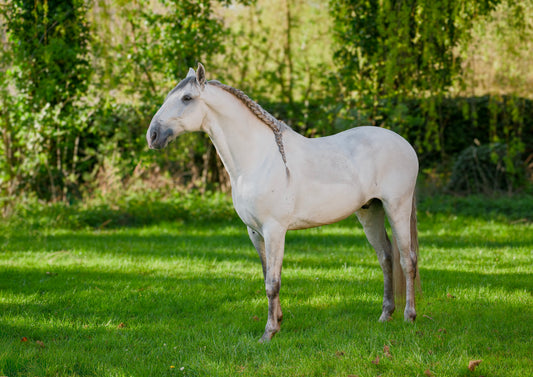 Grey Lusitano – 6 years old – Gelding – Selected bloodlines