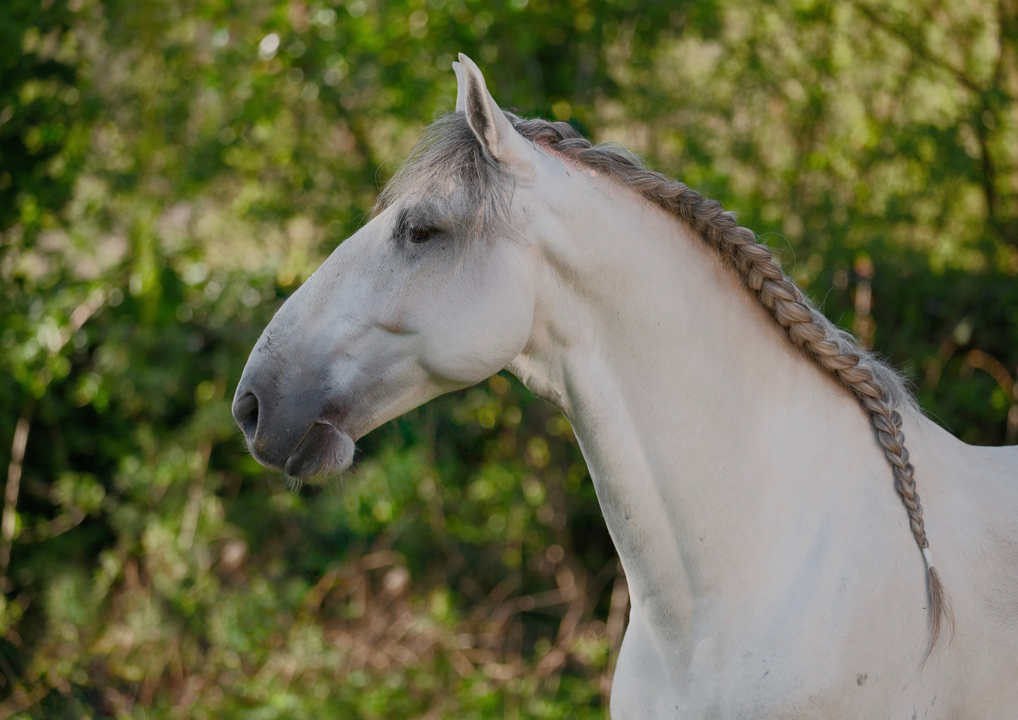 Lusitanien gris – 6 ans – Hongre – Origines sélectionnées