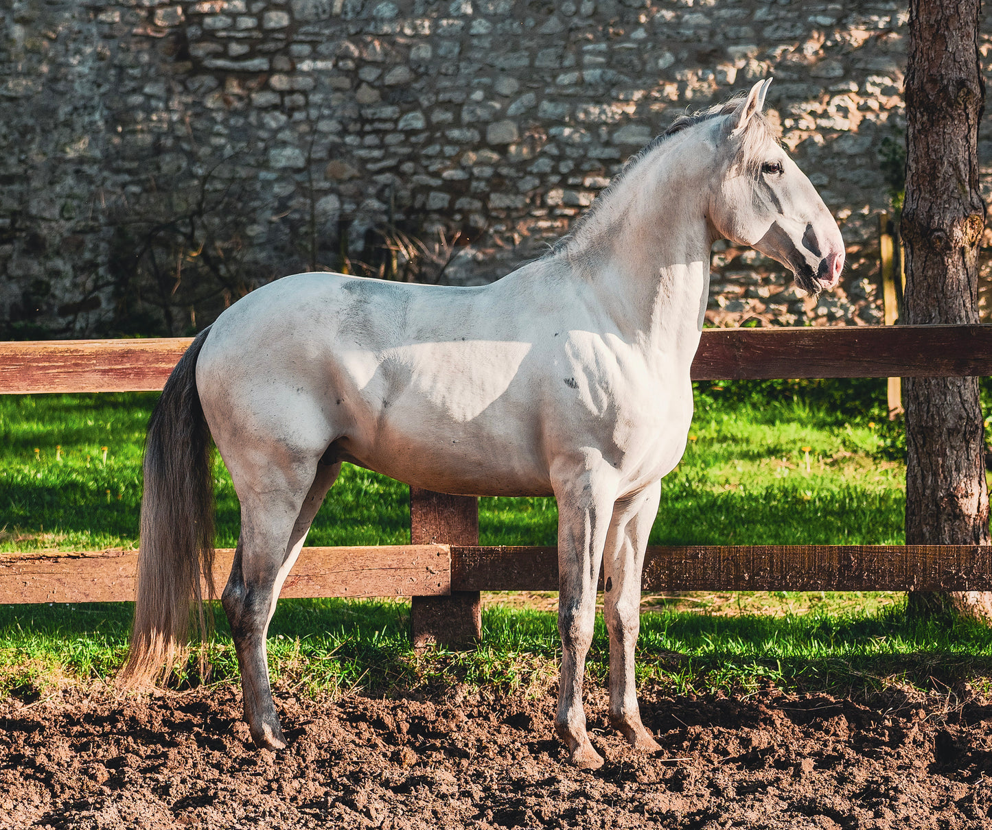 Lusitanien gris – 6 ans – Hongre – Origines sélectionnées