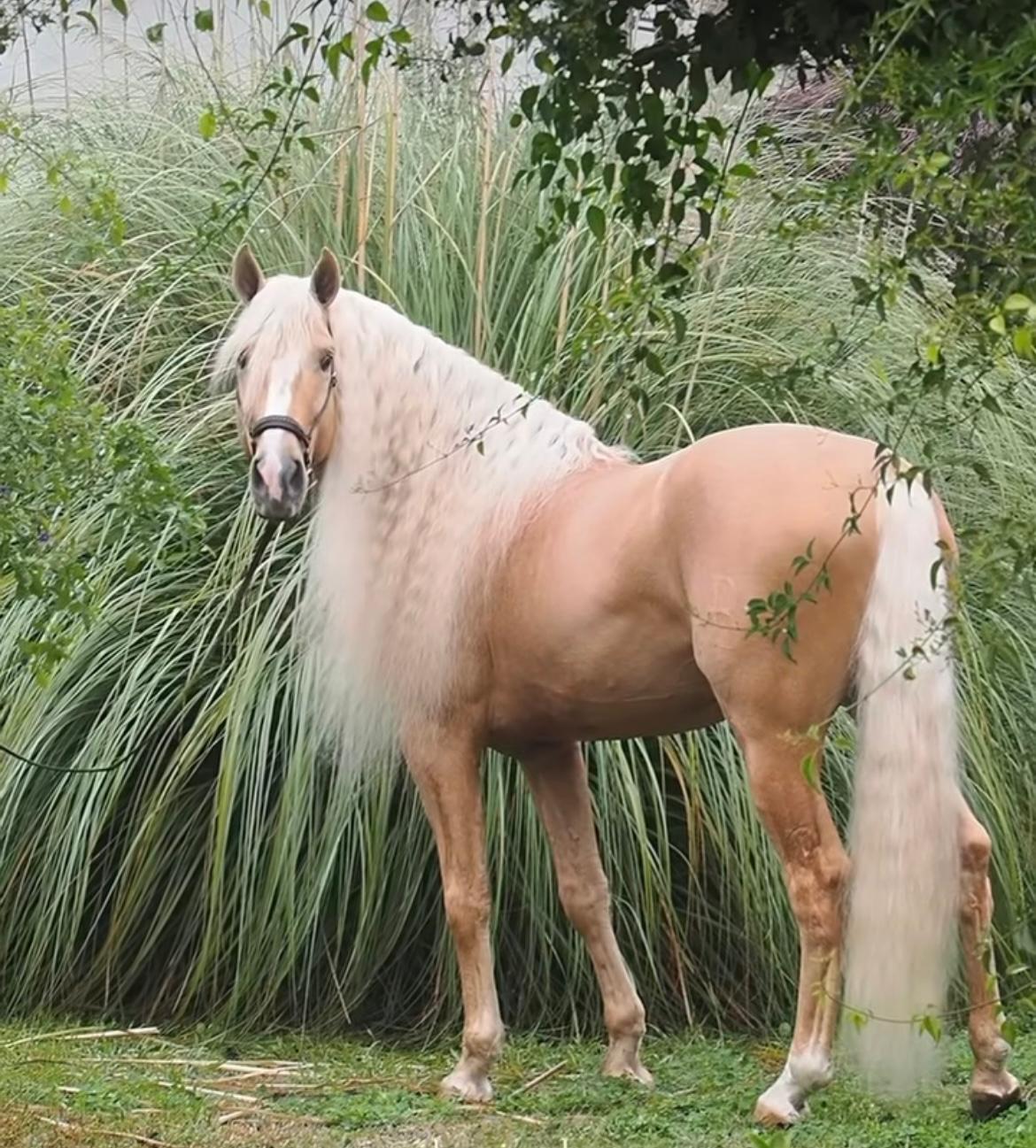 Palomino Lusitano – 8 years old – Stallion – Selected bloodlines