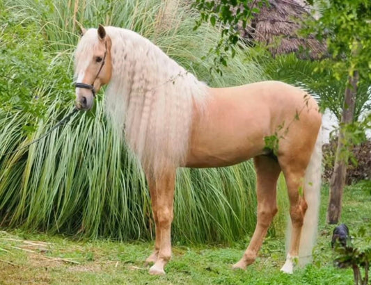 Palomino Lusitano – 8 years old – Stallion – Selected bloodlines